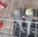 Cocktiel running pair